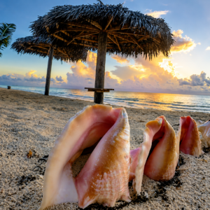 conch 2