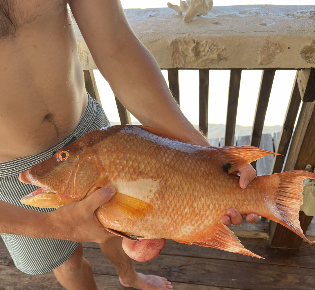 hogfish 1