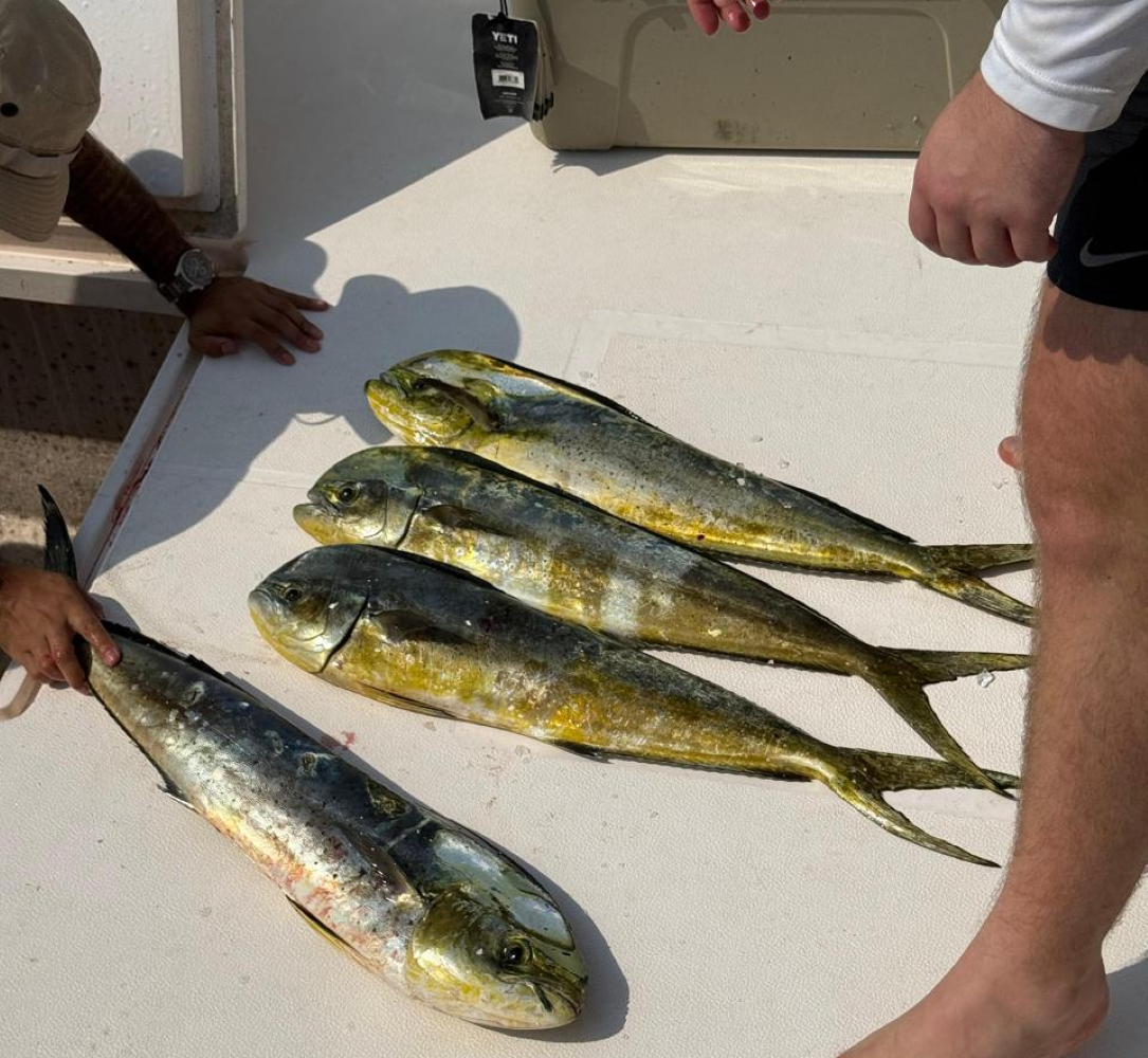 mahi mahi