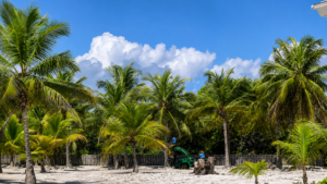 palmtree far (1)